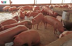 Trại lợn xả thải gây ô nhiễm môi trường ở Hà Nội